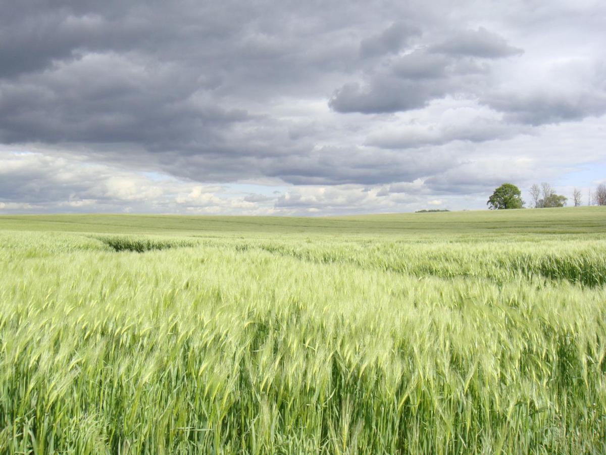 Kleine Auszeit - Natur Und Erholung In Mecklenburg Reimershagen Extérieur photo
