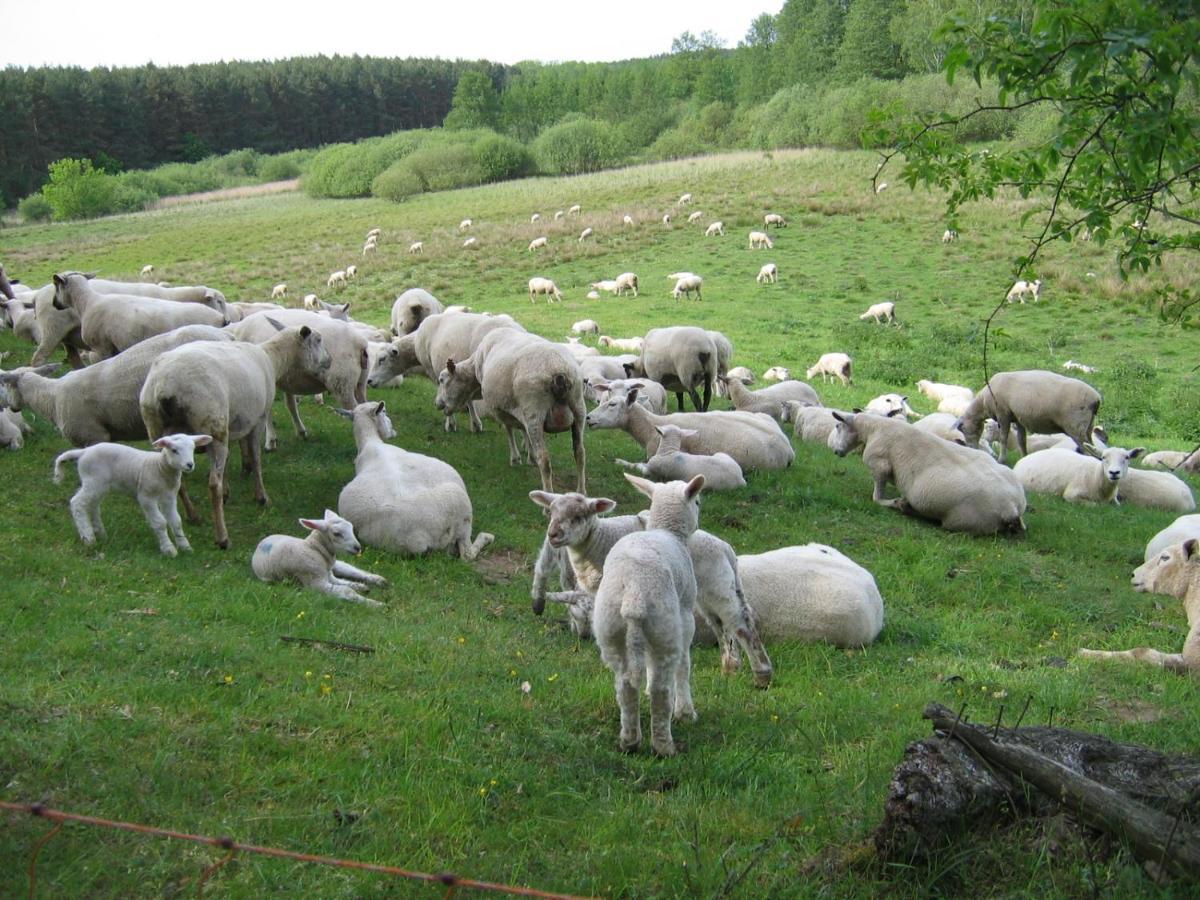 Kleine Auszeit - Natur Und Erholung In Mecklenburg Reimershagen Extérieur photo