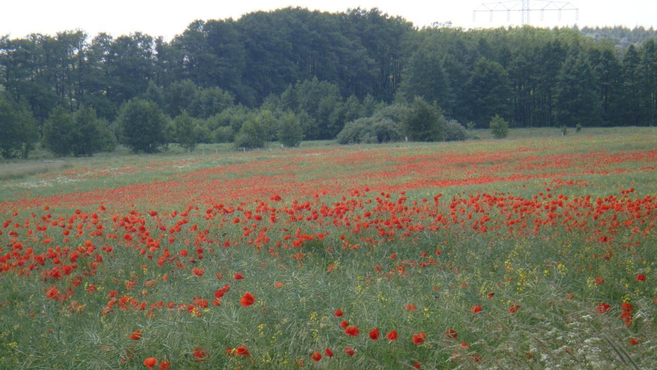 Kleine Auszeit - Natur Und Erholung In Mecklenburg Reimershagen Extérieur photo